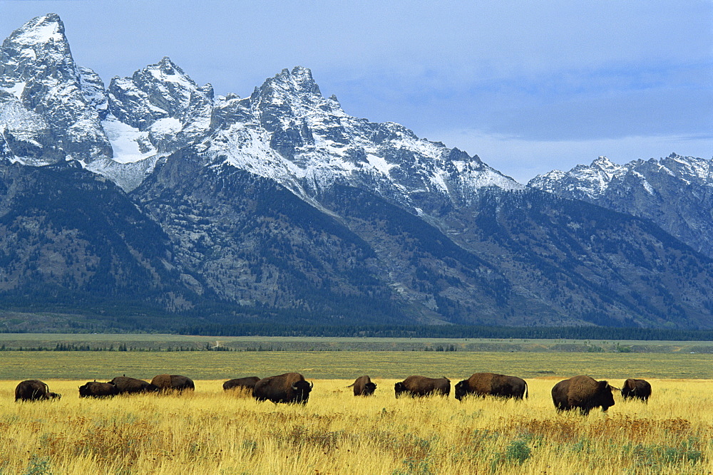 Bison and the Teton Range, Grand Teton National Park, Wyoming, United States of America, North America