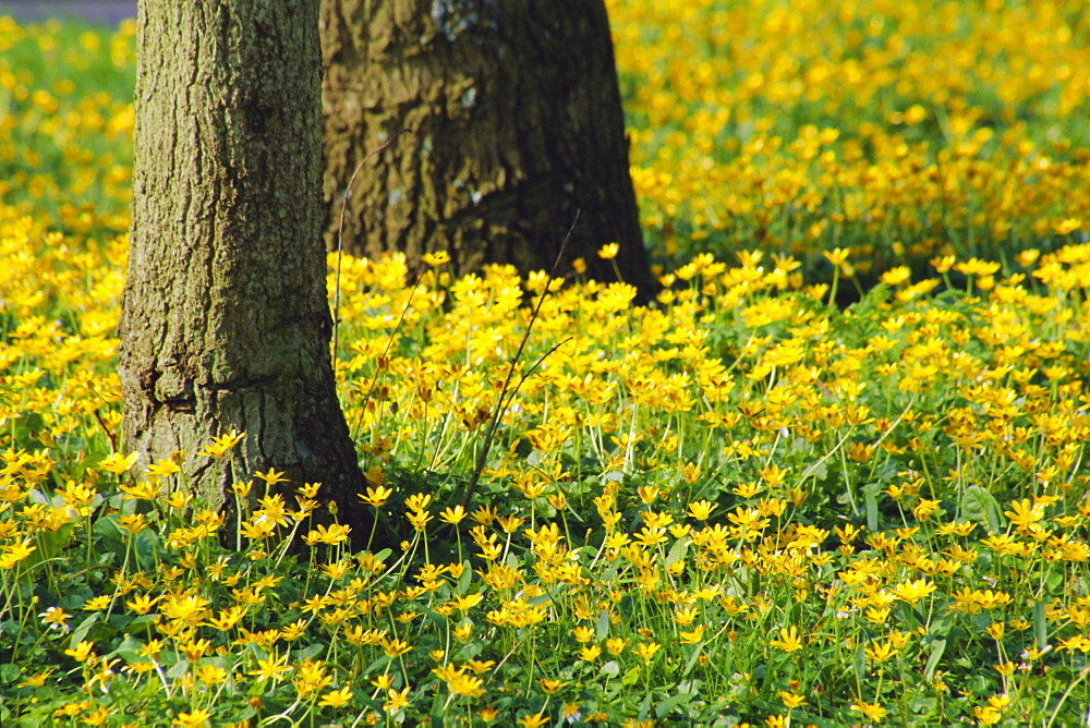 Wild flowers under trees by the roadside, Hayling Island, Hampshire, England, UK