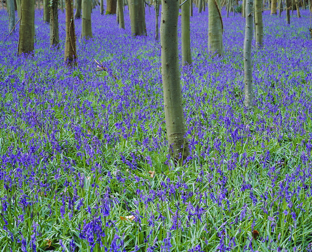 A bluebell wood in Sussex, England, UK