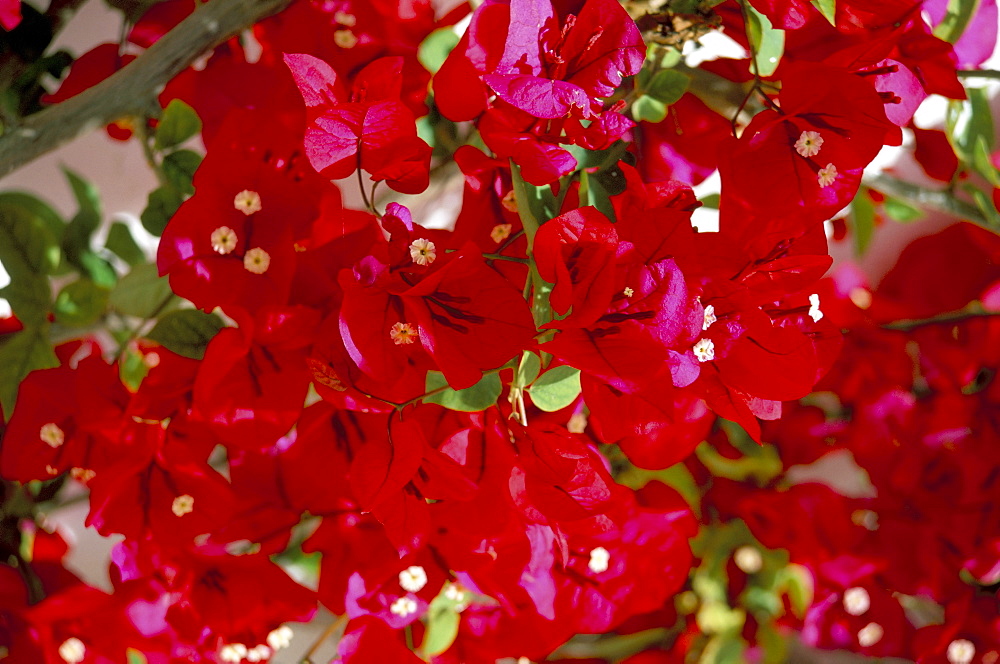 Close-up of pink bougainvillea flowers, Andalucia, Spain, Europe