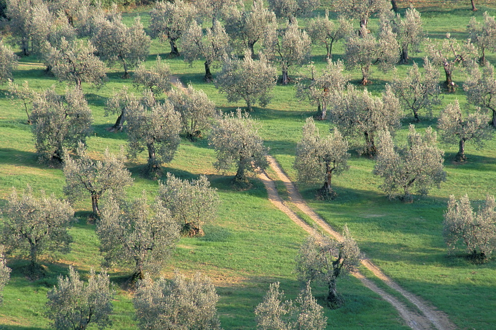 Elevated view over olive trees in olive grove, Tuscany, Italy, Europe