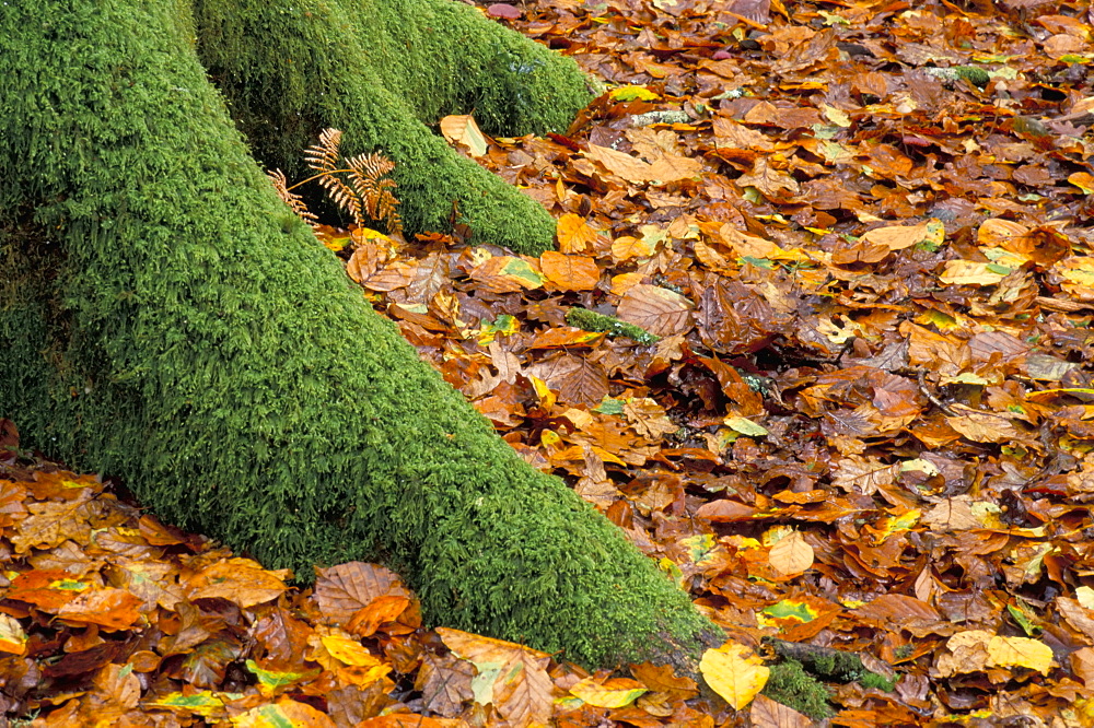 Moss covered tree foot and autumn leaves, New Forest, Hampshire, England, United Kingdom, Europe