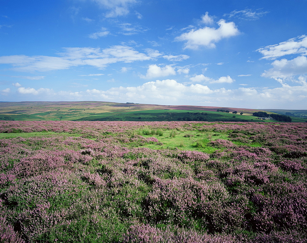 Heather on the moors, North Yorkshire, England, United Kingdom, Europe