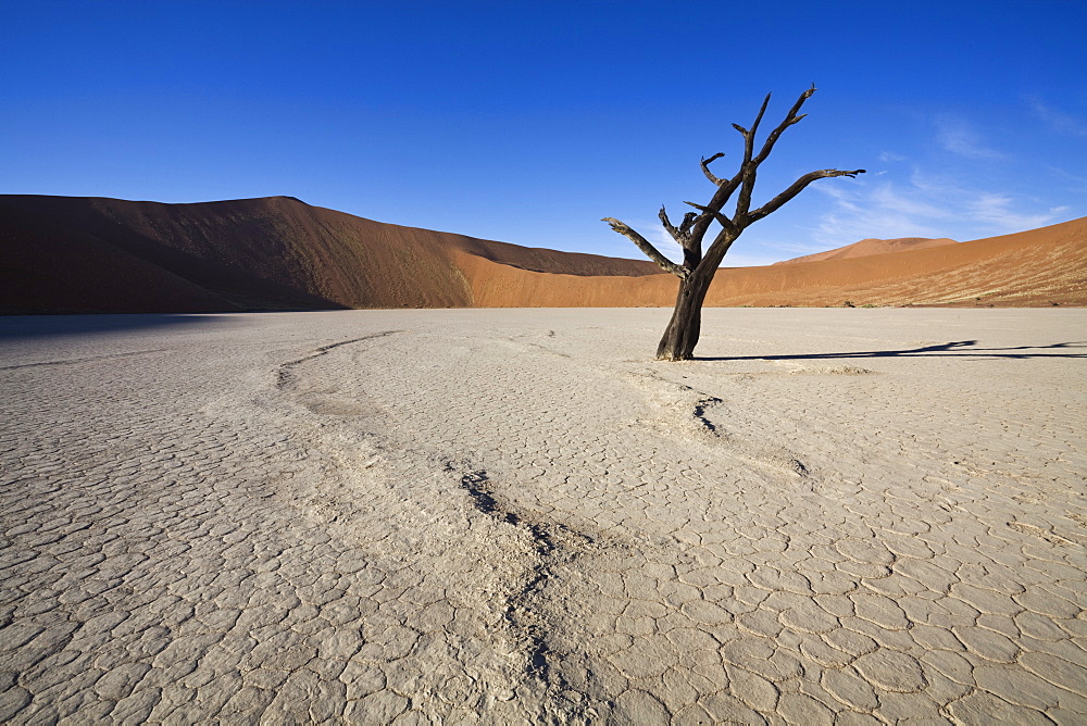 Snaking line in the earth, Dead Vlei, Sossusvlei, Namib-Naukluft Park, Namib Desert, Namibia, Africa