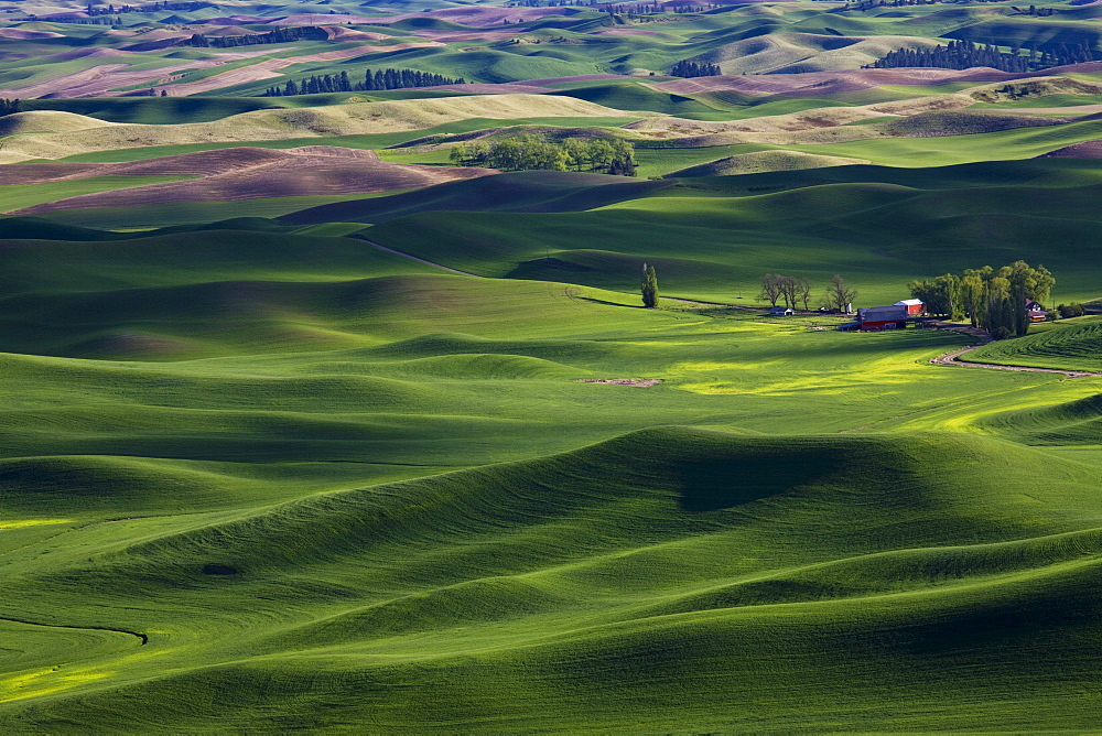 Spring in the Palouse, from Steptoe Butte, Washington State, United States of America, North America