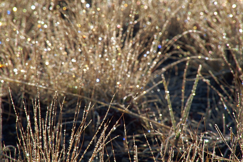 Frosted sagebrush at dawn, Grand Teton National Park, Wyoming, United States of America, North America