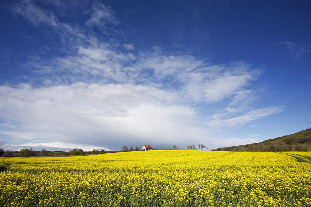 Parish church in field of rape, Idsworth, near Petersfield, Hampshire, England, United Kingdom, Europe