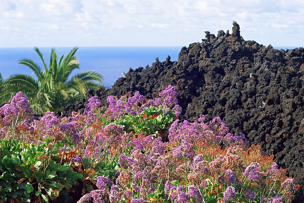 Roadside flowers, La Palma, Canary Islands, Spain, Europe