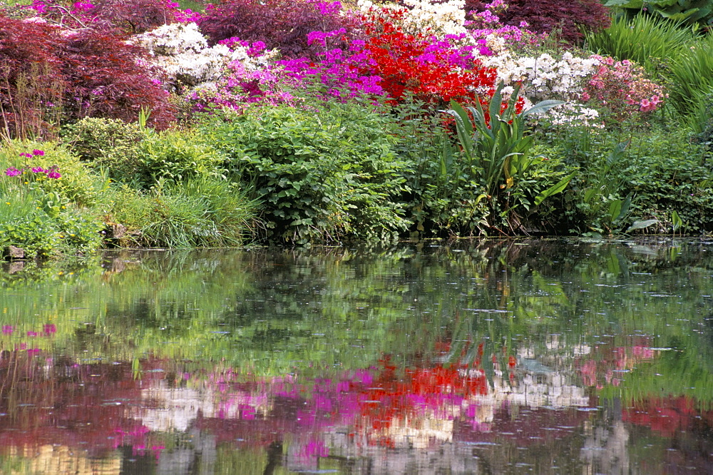 Azaleas in bloom reflected in still water