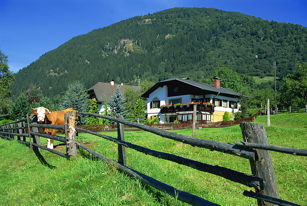 Cow and chalet, Malta Valley, Austria, Europe