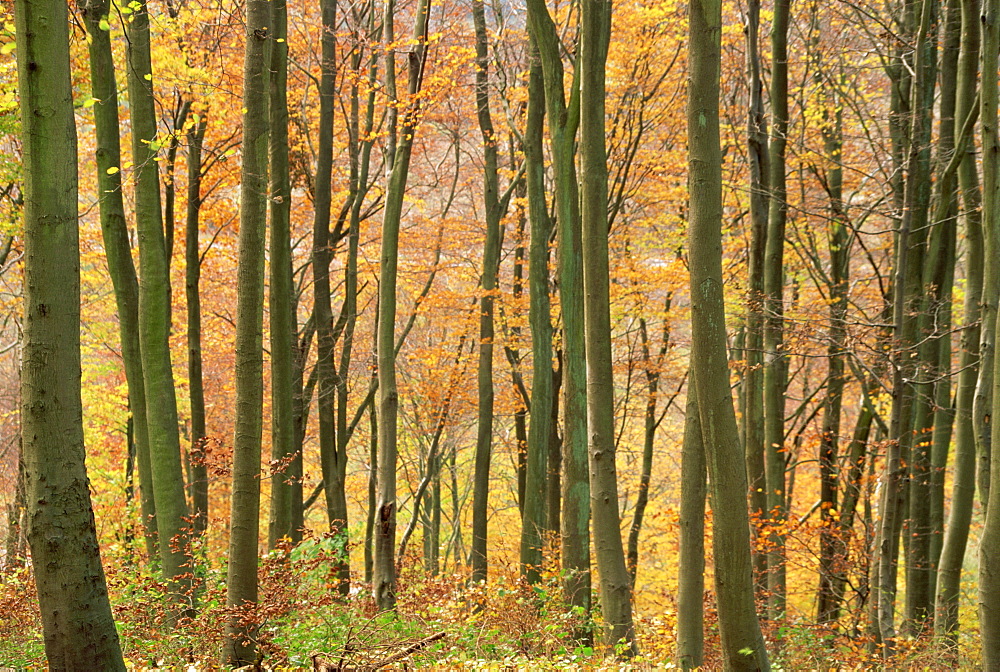 Beech trees in autumn, Queen Elizabeth Country Park, Hampshire, England, United Kingdom, Europe