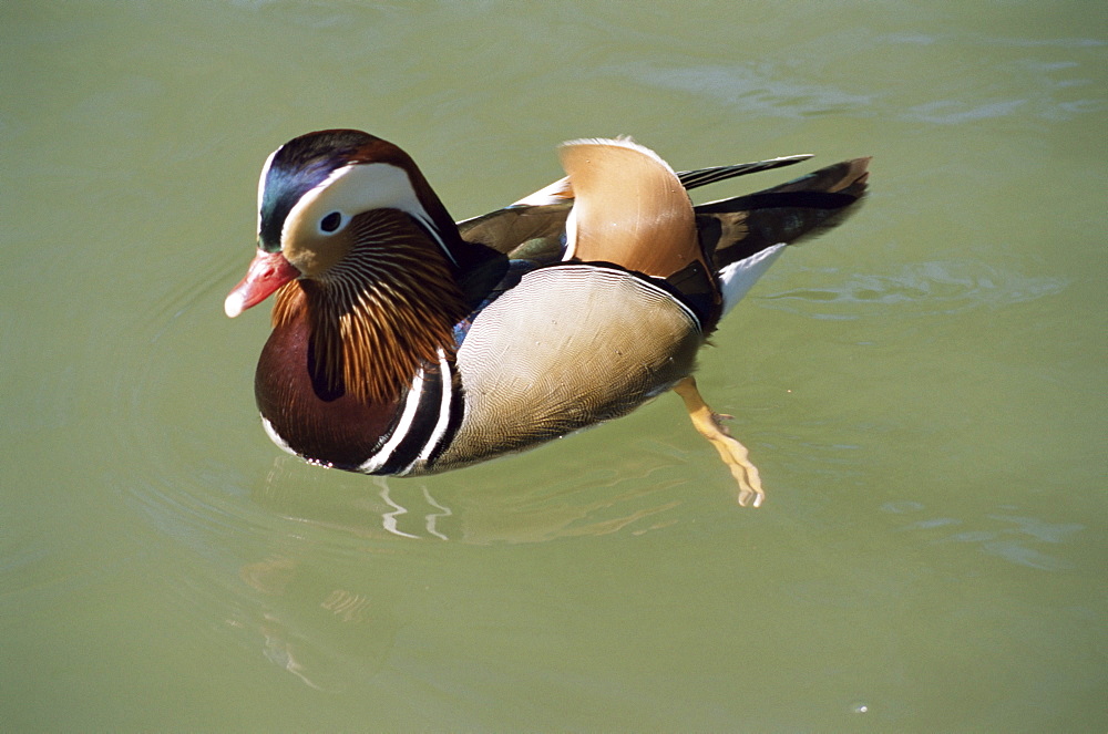 Mandarin duck, male, Burford, Oxfordshire, England, United Kingdom, Europe