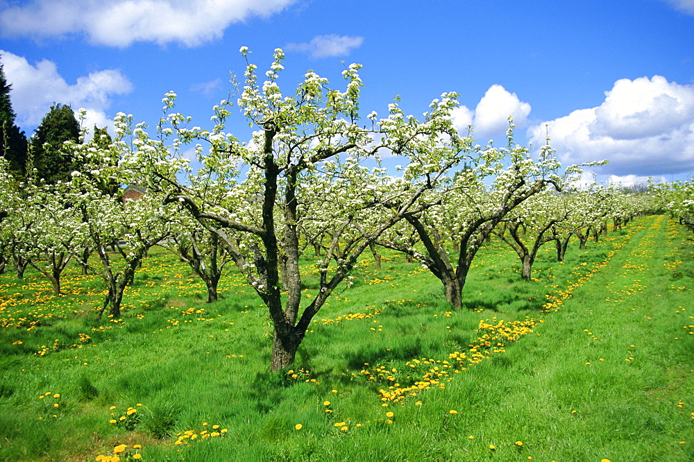 Blossom on pear trees in orchard, Holt Fleet, Worcestershire, England, UK, Europe