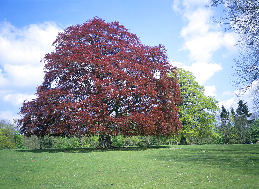 Copper beech tree, Croft Castle, Herefordshire, England, United Kingdom, Europe