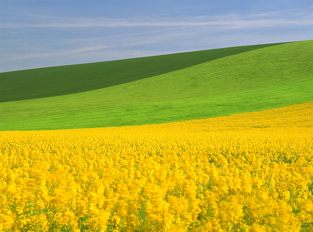 Patterned green and yellow agricultural landscape in spring with oil seed rape field in flower near Marcilly le Hayer, Aube, France, Europe