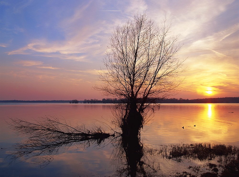 Tranquil scene of bare tree silhouetted against the winter sunset on the Lac du Der Chantecoq in the Champagne Ardennes, France, Europe