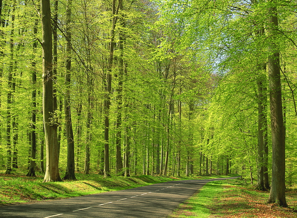 Empty rural road through woodland in the forest of Compiegne, Aisne, Picardie (Picardy), France, Europe