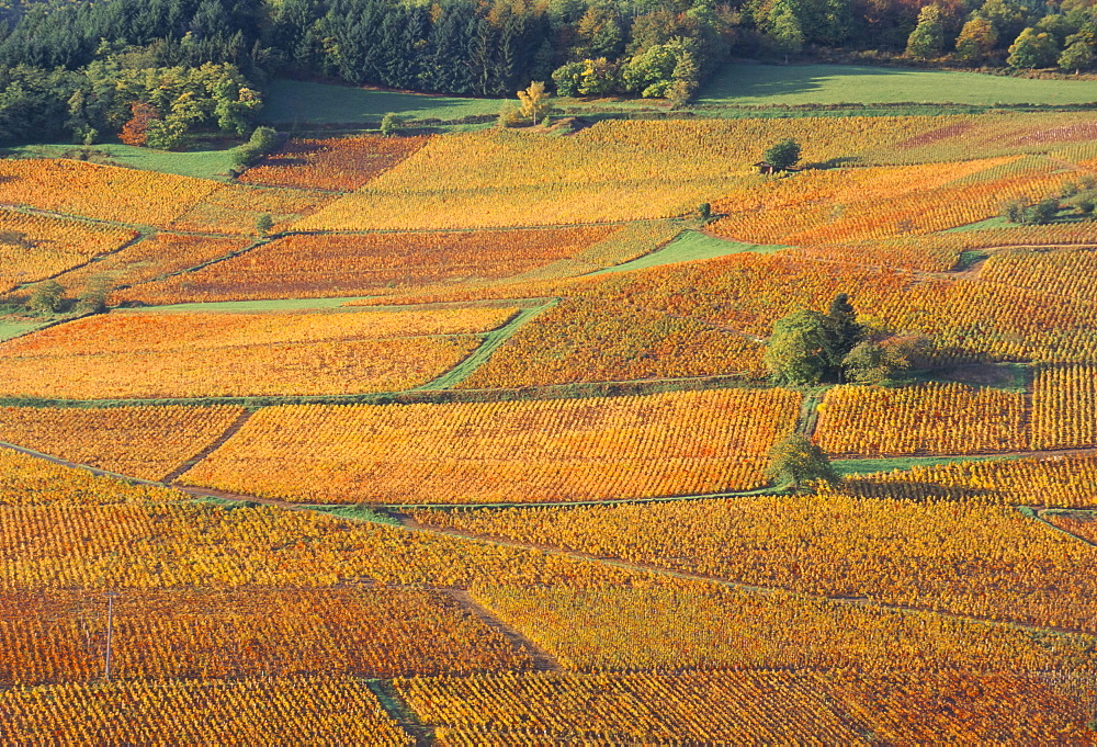 Beaujolais vineyards near Beuajeu, Rhone Alpes, France, Europe