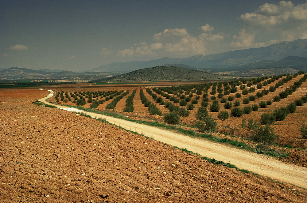 Landscape with olive trees, near Jaen, Andalucia, Spain, Europe