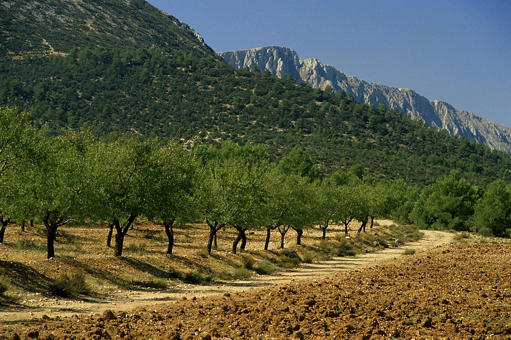 Mountains and olive trees, near Velez Blanco, Almeria, Andalucia, Spain, Europe