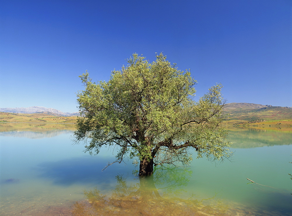 Tranquil scene of landscape of an olive tree on the edge of a lake near Malaga, Andalucia (Andalusia), Spain, Europe