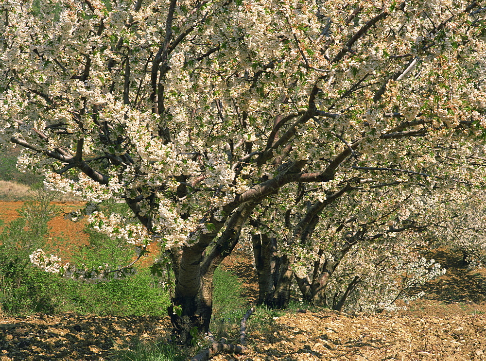 Spring blossom on trees near Gordes in Vaucluse, Provence, France, Europe