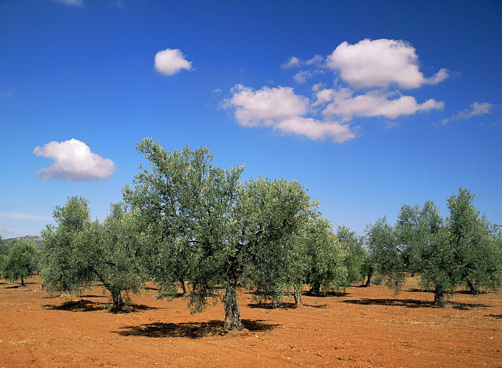 Olive grove near Ronda, Andalucia, Spain, Europe