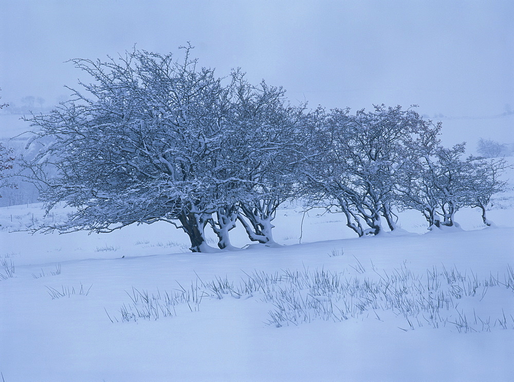 Trees covered in snow in winter in Cumbria, England, United Kingdom, Europe