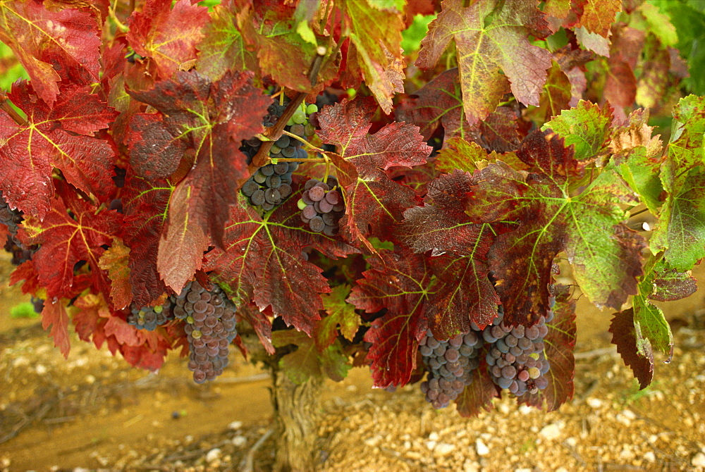 Ripe grapes on the vine, near Avignon, Vaucluse, Provence, France, Europe