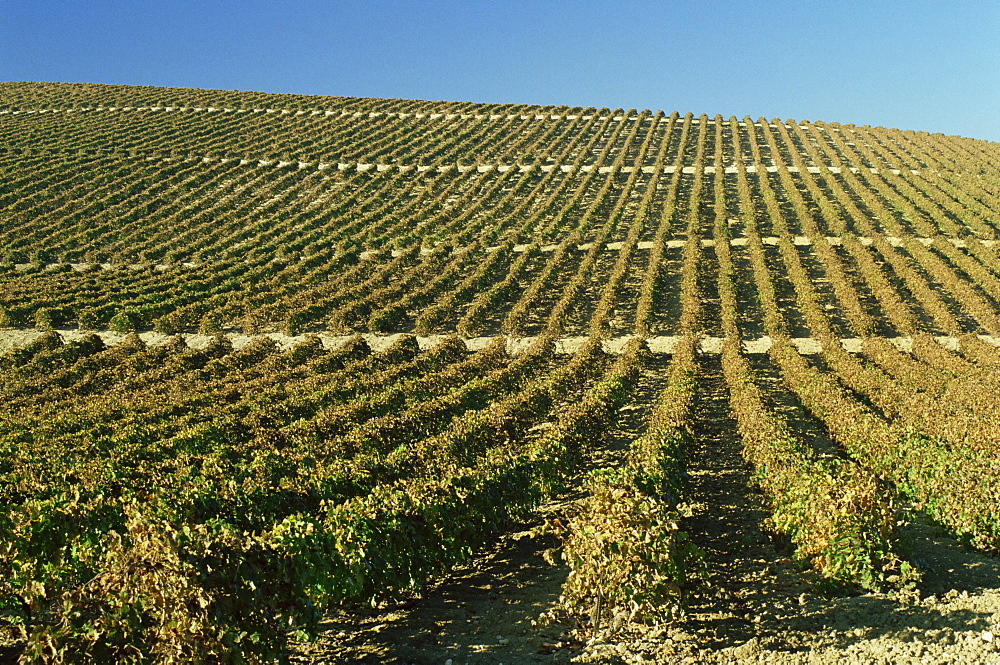 Vineyards near Jerez, Cadiz area, Andalucia, Spain, Europe