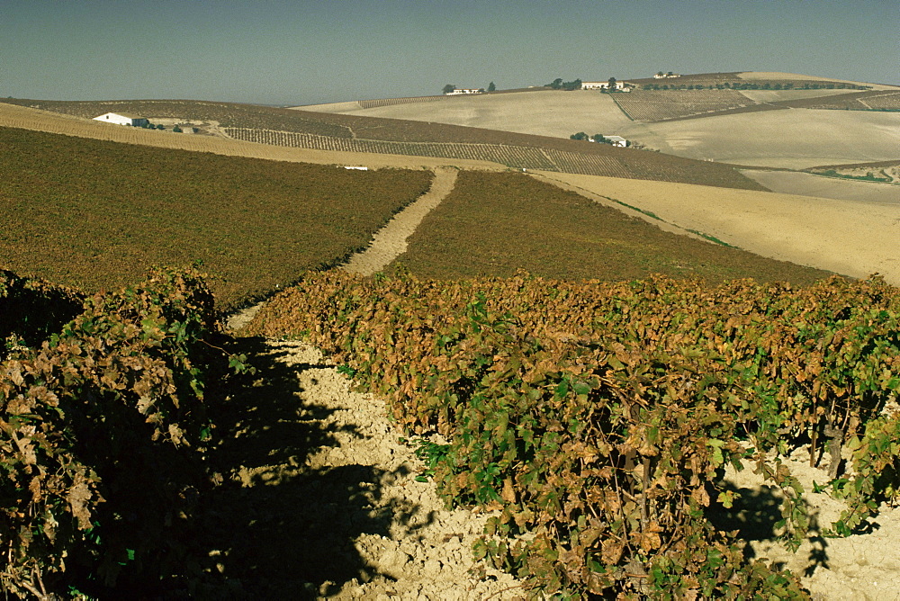 Vineyards near Jerez, Cadiz, Andalucia, Spain, Europe