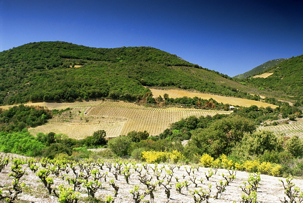 Corbiere vineyards near Durban, Languedoc-Roussillon, France, Europe