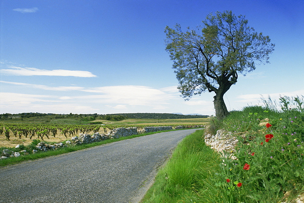 Empty rural road with tree and wild flowers near Montpeyroux, Herault, in Languedoc Roussillon, France, Europe