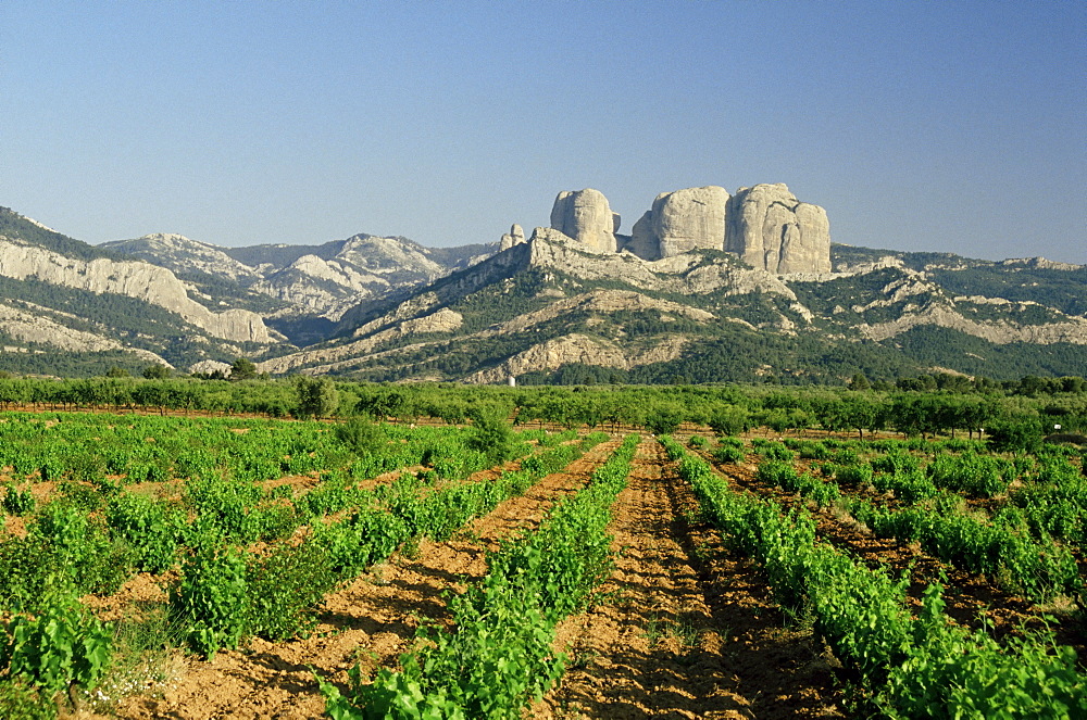 Vineyards of the Terra Alta, near Tarragona, Catalonia, Spain, Europe