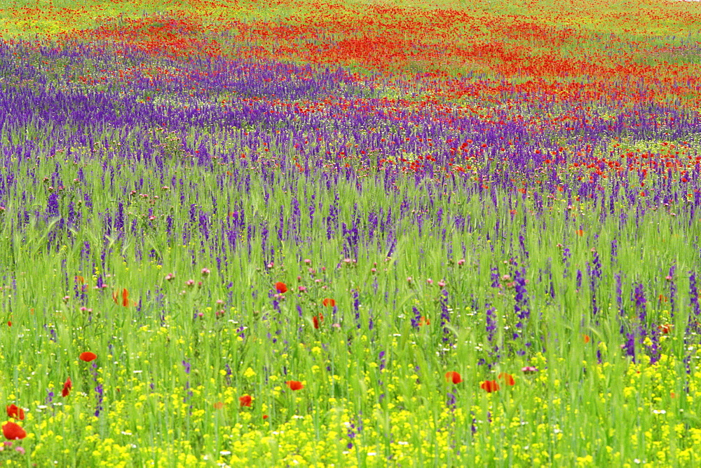 Wild flowers in a spring meadow near Valdepenas, Castile la Mancha (Castilla la Mancha), Spain, Europe