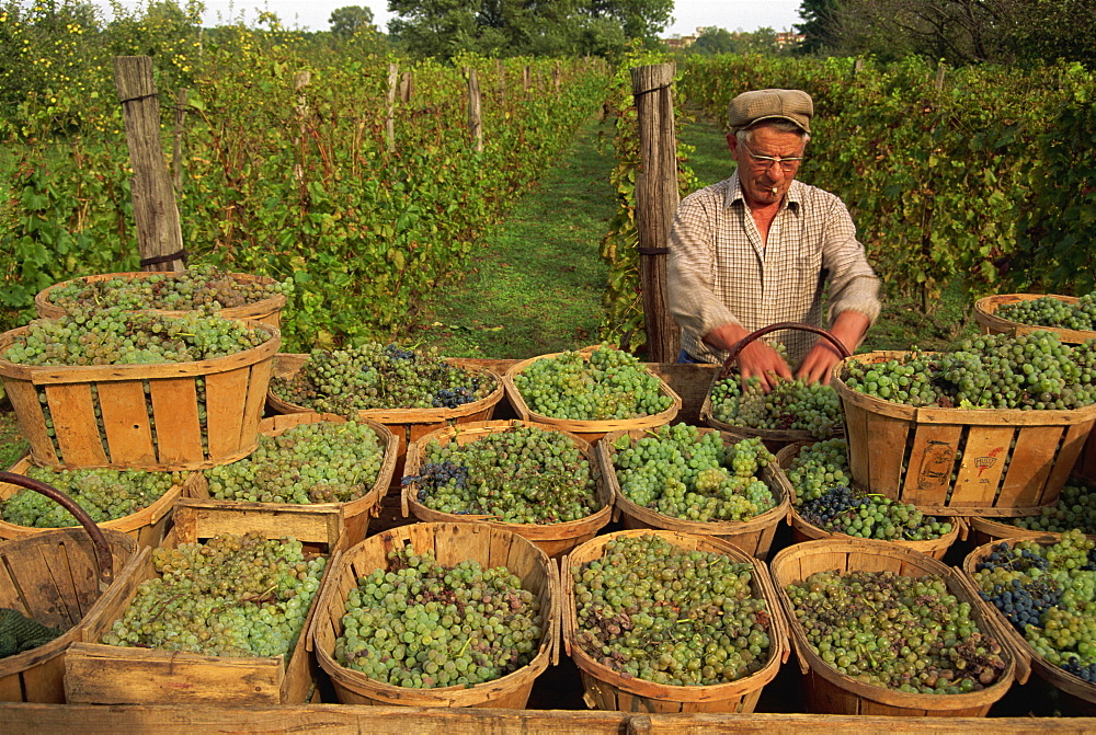 Harvesting grapes near Tournon, Rhone Alpes, France, Europe