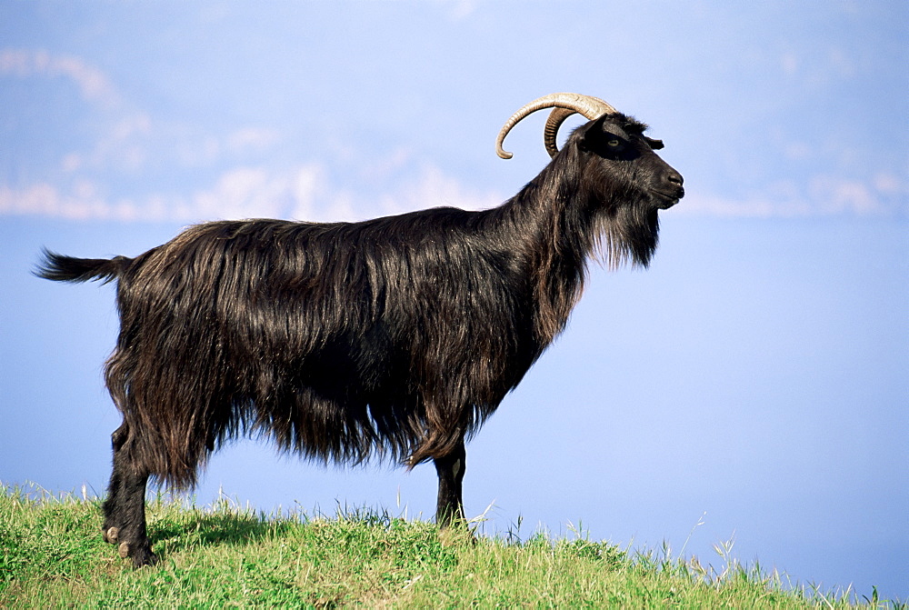 Mountain goat, Corsica, France, Europe