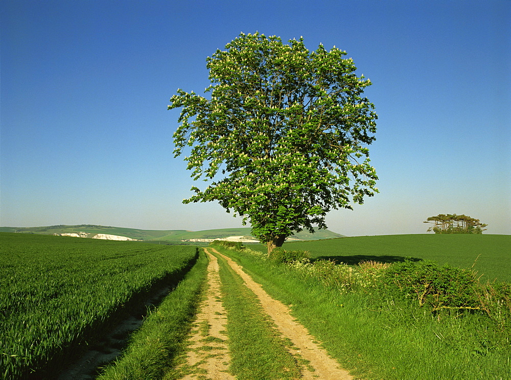 Agricultural land near Eastbourne, East Sussex, England, United Kingdom, Europe