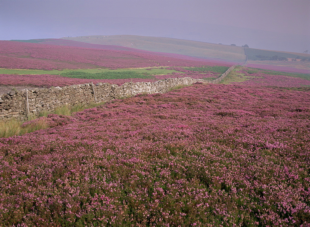 Moors near Grinton, Yorkshire, England, United Kingdom, Europe