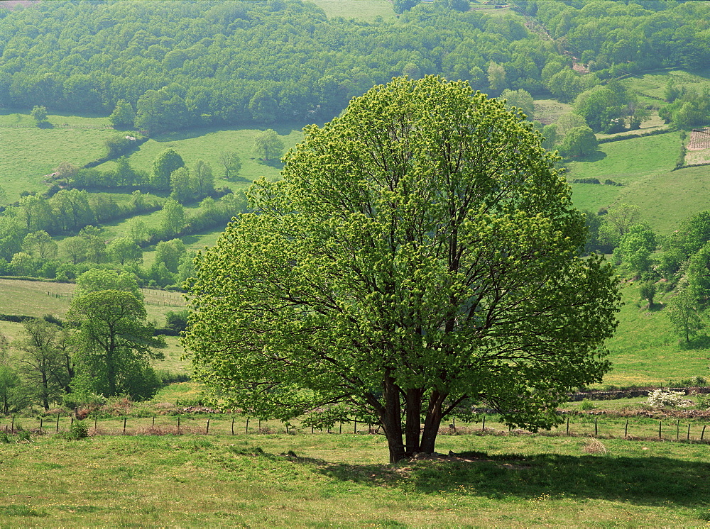 Tree and meadow, Burgundy, France, Europe