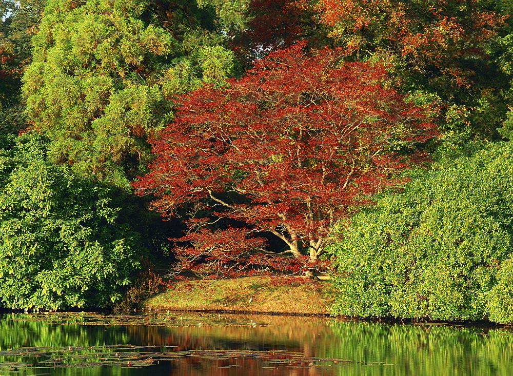 Tranquil scene of acer trees in autumn (fall) colours at Sheffield Park, Sussex, England, United Kingdom, Europe