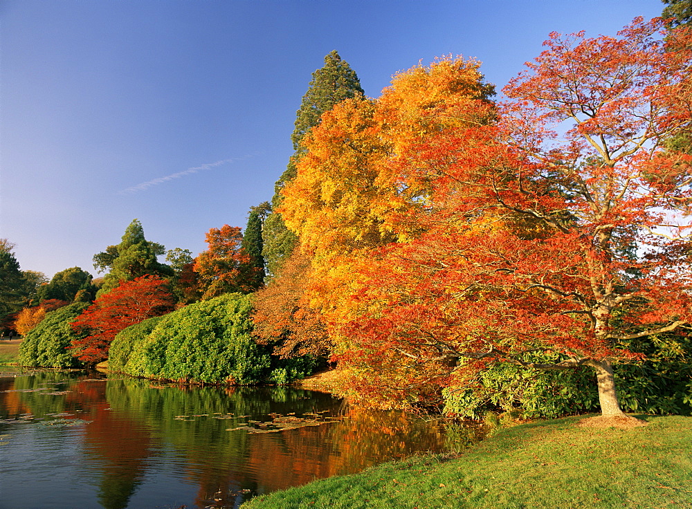 Acer trees in autumn, Sheffield Park, Sussex, England, United Kingdom, Europe