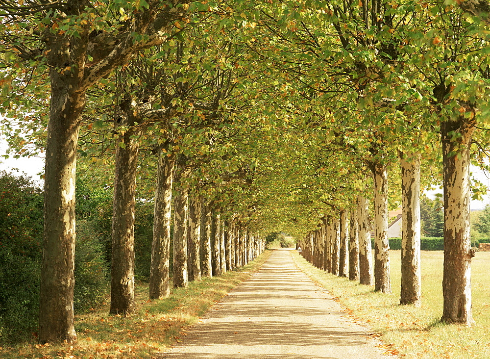 Country road near Macon, Burgundy, France, Europe