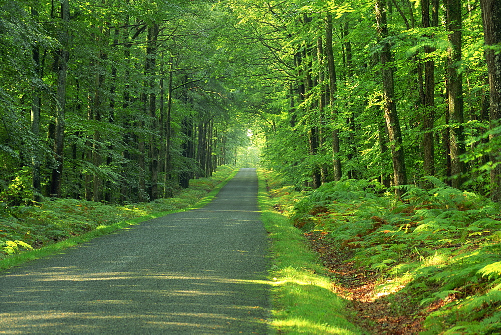 Straight empty rural road through woodland trees, Forest of Nevers, Burgundy, France, Europe