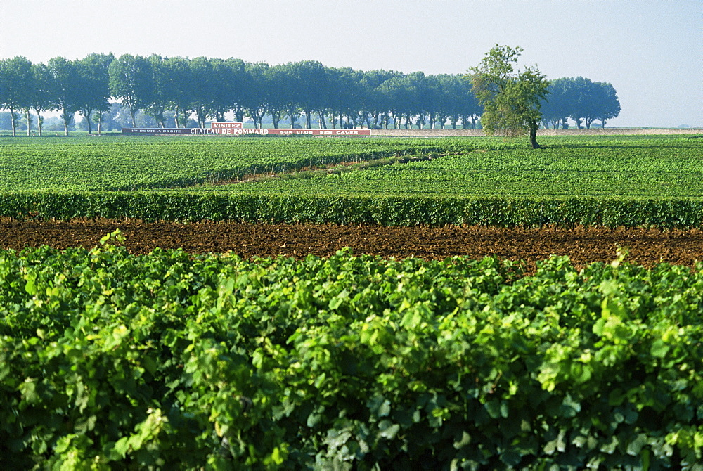 Cotes de Beaune vineyards near Beaune, Burgundy, France, Europe