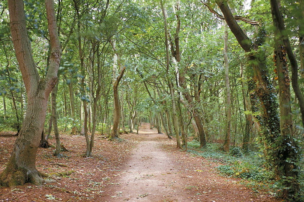 Path through the forest in summer, Avon, England, United Kingdom, Europe