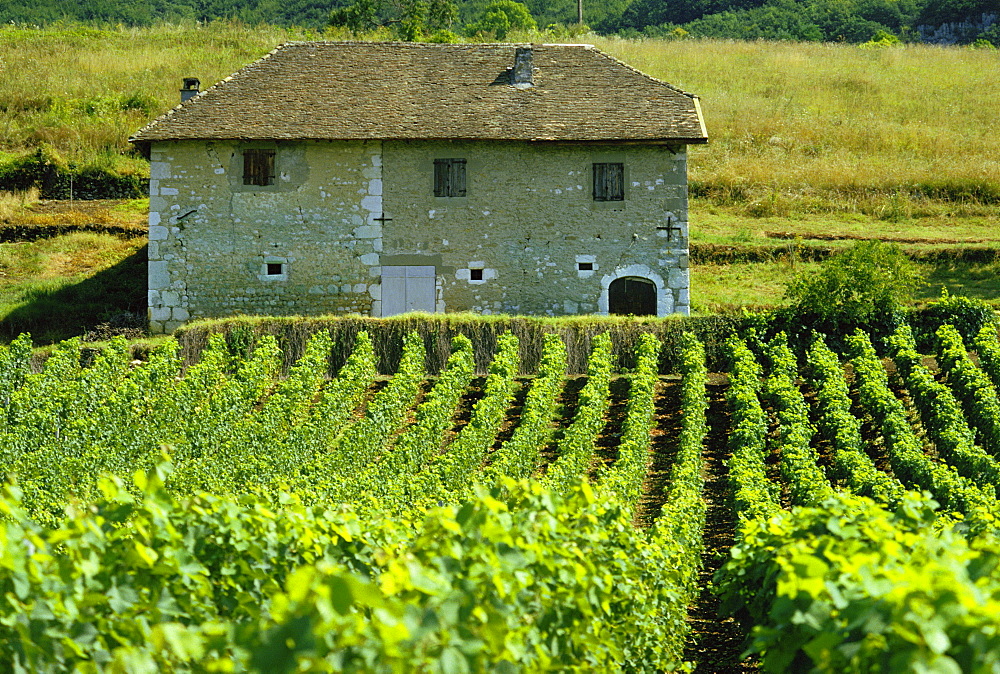 Vineyards and farm house near Jonjieux in Savoie in the Rhone Alpes, France 