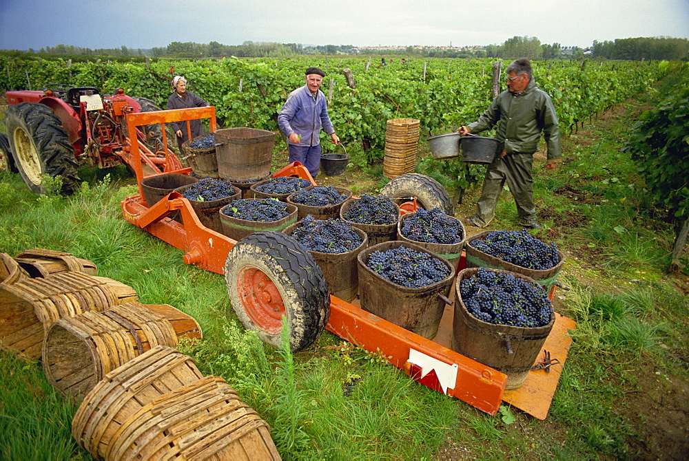 Tractor trailer loaded with black grapes, men and women grape pickers in vineyard, St. Joseph vineyards, Ardeche, Rhone Alpes, France, Europe