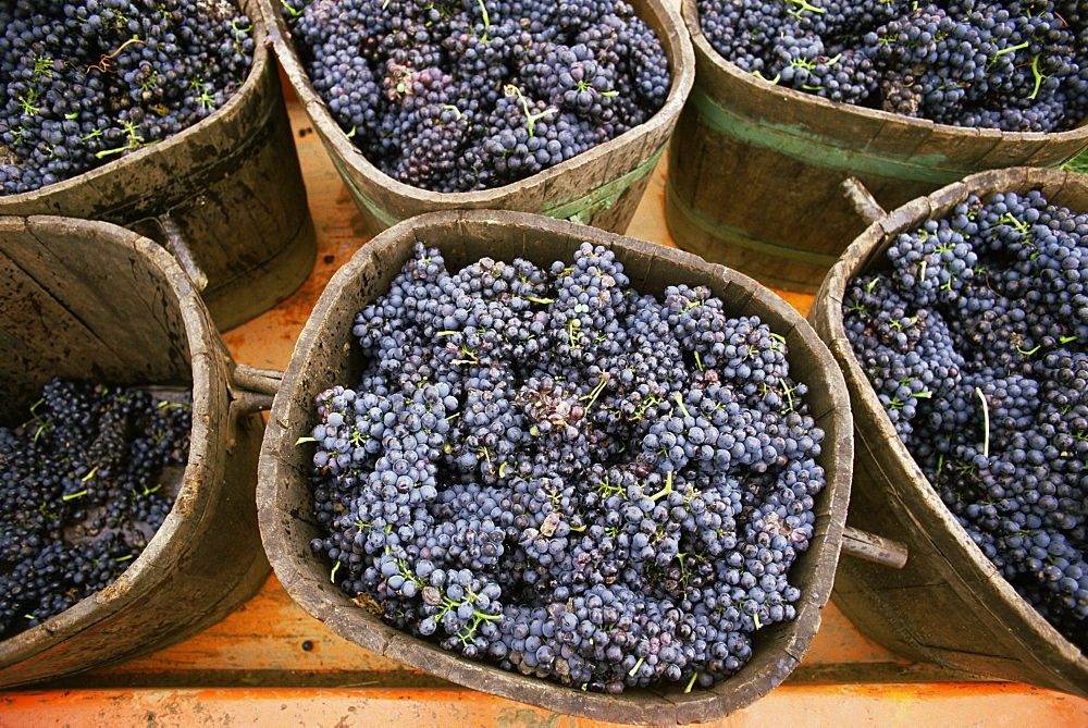 Harvested grapes, St. Joseph, Ardeche, Rhone Alpes, France, Europe