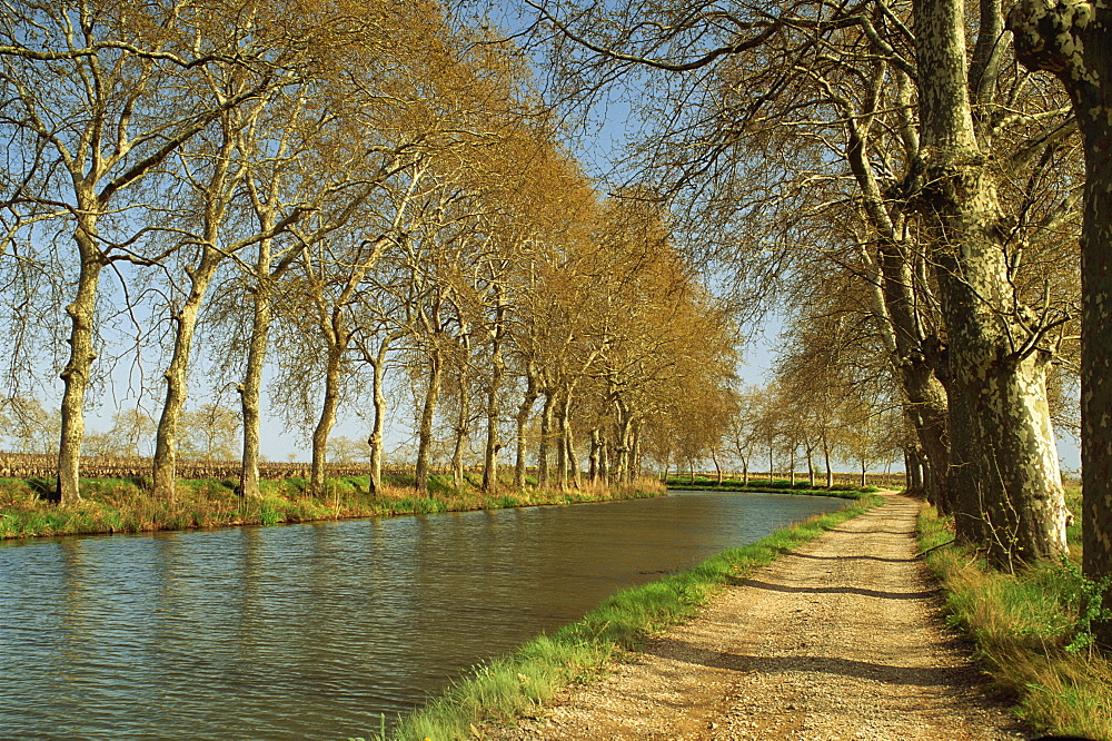 Trees lining the Canal du Midi and towpath near Capestang, Languedoc Roussillon, France, Europe